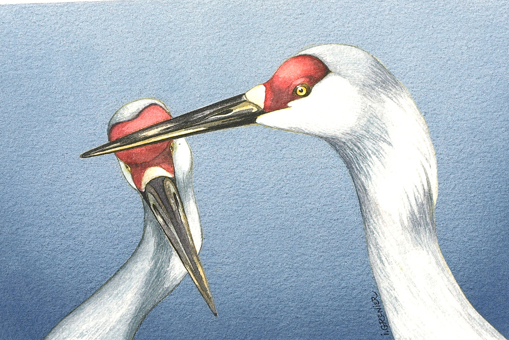 Sandhill Cranes by Irene Watts | ArtworkNetwork.com